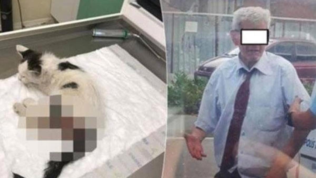 Yavru kediye tecavüz iddiası