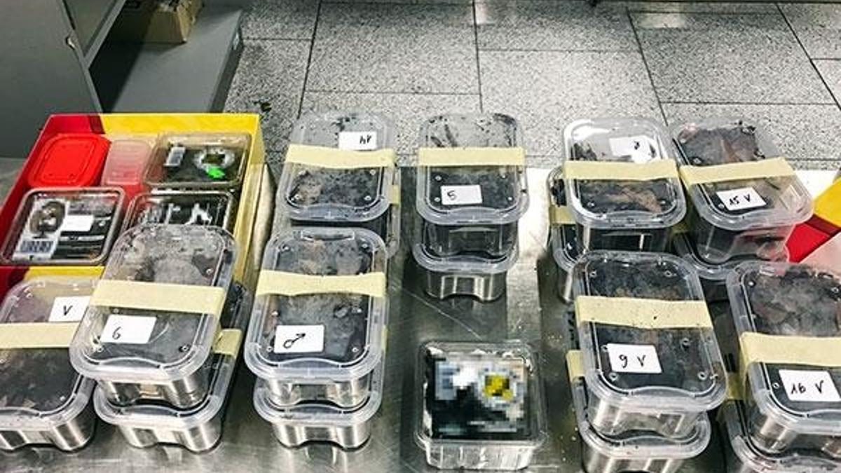 Almanya’da bir yolcunun bagajında 22 tarantula çıktı