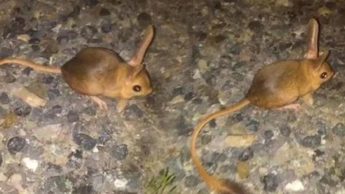 Elazığ'da kanguru faresi görüntülendi