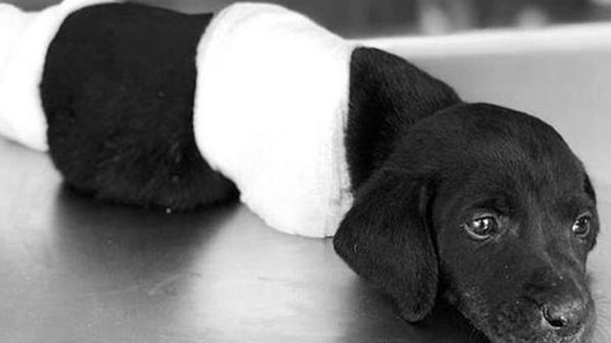 ‘O köpeğe ben zarar vermedim’