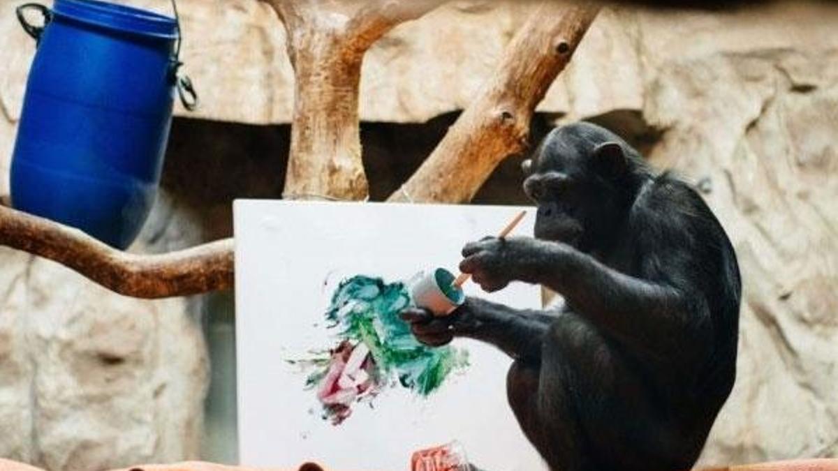 Şempanze ressam oldu, eserleri açık arttırmaya çıkacak