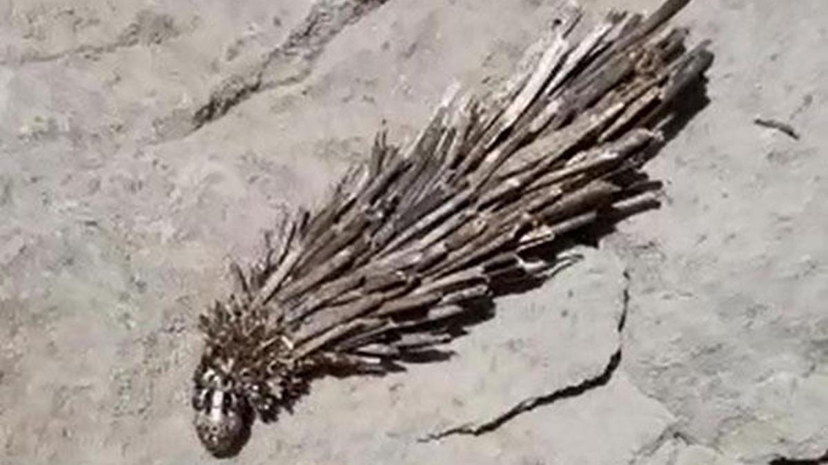 Kato Dağı'nda görülen böcek larvası şaşırttı