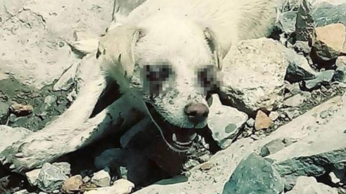 Köpeğin gözlerini oyup, ölüme terk ettiler