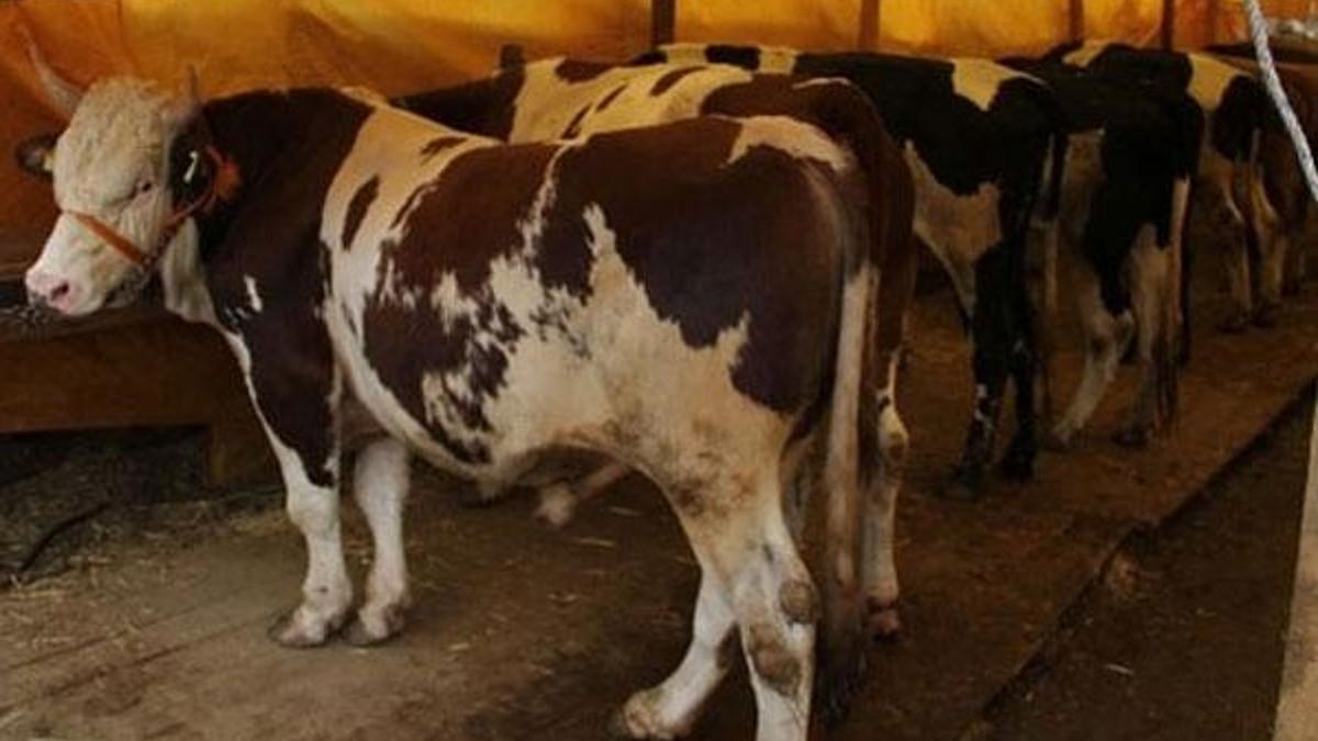 Son dakika: Kurbanlık fiyatları belli oldu!