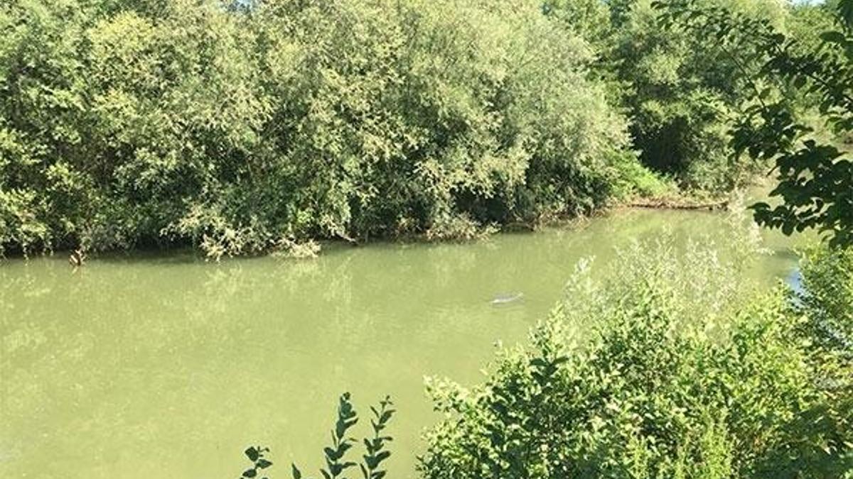 Denize yönlendirilen yunus balığı yeniden ırmağa girdi