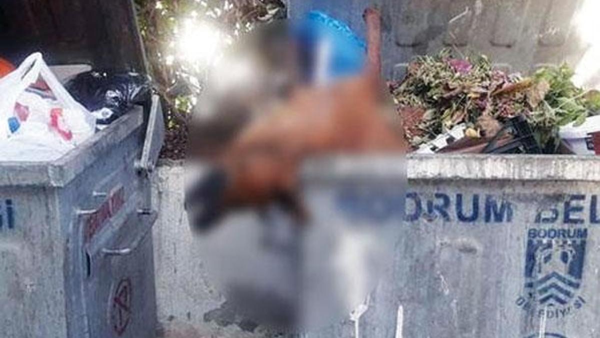 Bodrum ayağa kalktı! Gördükleri karşısında şoke oldular