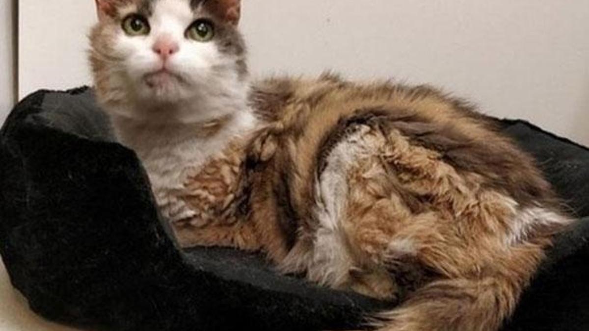 Kayıp kedi 17 yıl sonra sahibine geri döndü