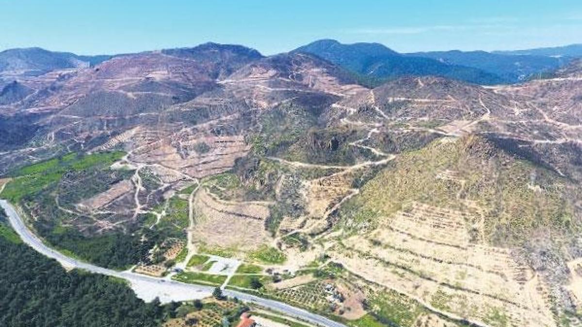 Çam ormanı yerine bal ormanı