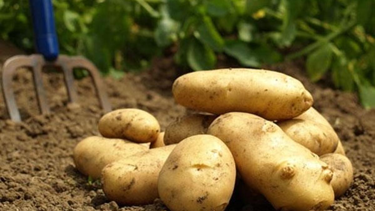 Patates fiyatları düşüşe geçti