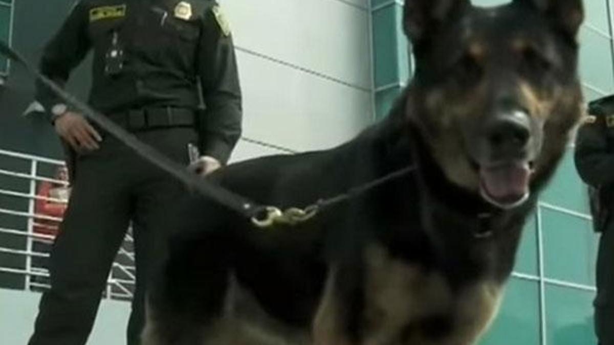 Köpeğin başına 70 bin dolar ödül kondu!
