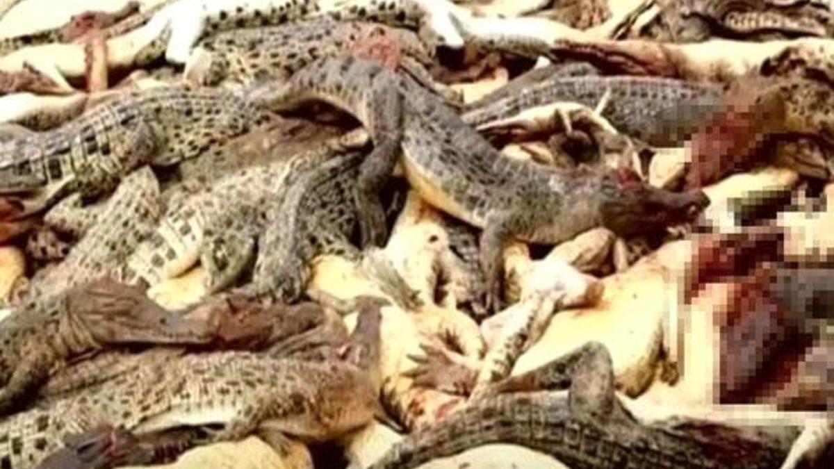 Öfkeli köylüler çiftliği bastı, 292 timsahı katletti