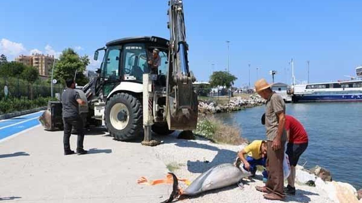 Yalova'da kıyıya ölü yunus vurdu!