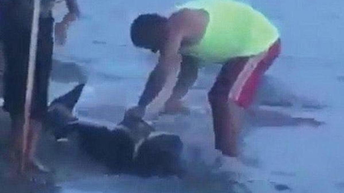 Gemlik’te karaya vuran yunus balığını doğradılar!