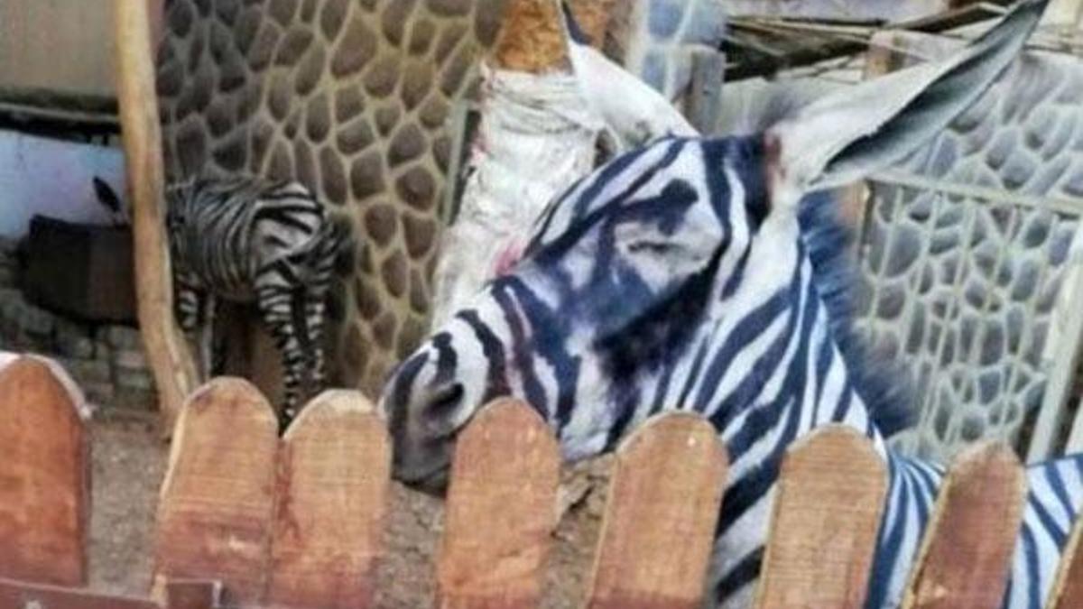 Hayvanat bahçesinde eşeği "Zebra" gibi göstermek için boyadılar