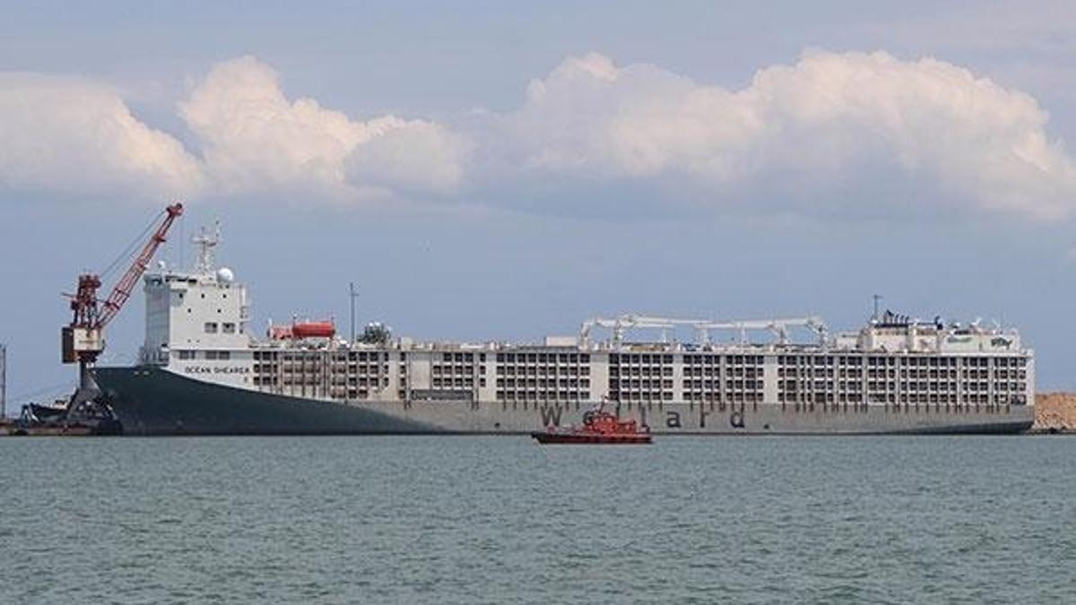 Samsun'u kokutan 'yüzen ahırlar' için Valilik'ten yeni karar