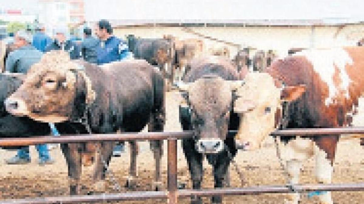 Kurban pazarcısı da marketten şikayetçi