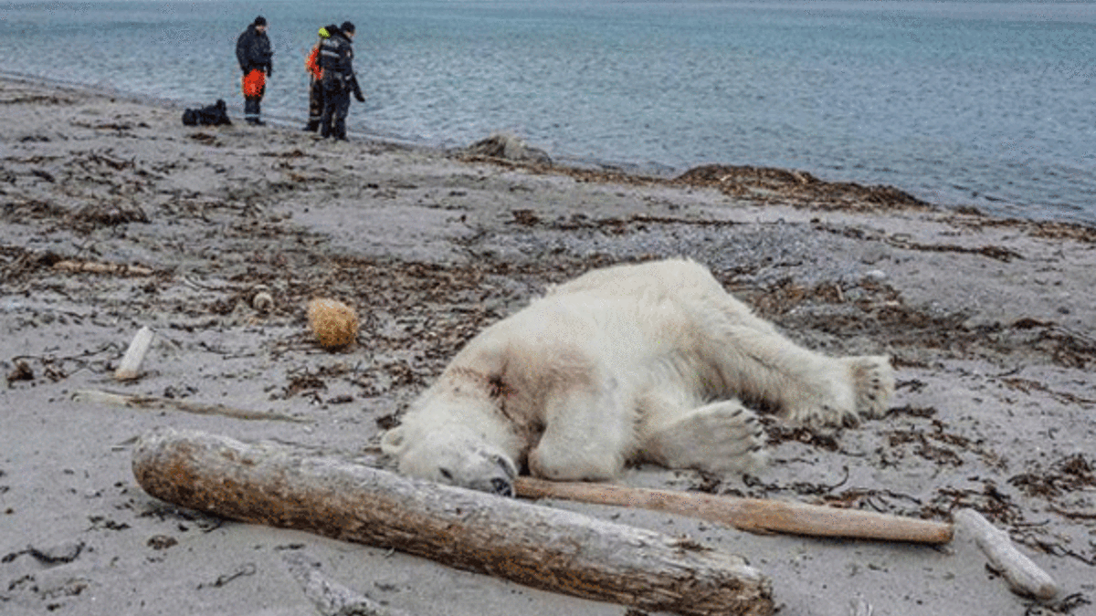 Norveç'te turistik gezi vahşete dönüştü!