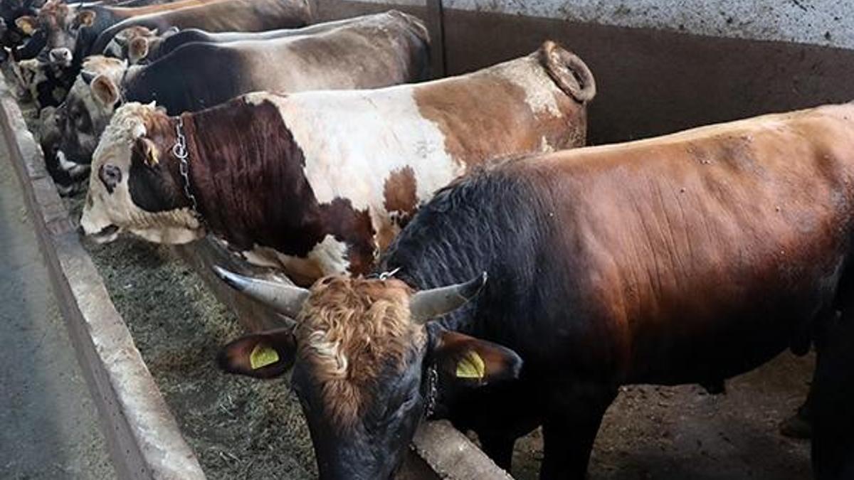 İstanbul'da hareketliliği başladı; fiyatlarda yüzde 10 artış var