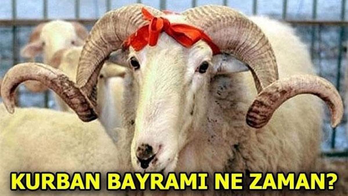 Kurban Bayramı tatili kaç gün? Kurbanlık fiyatları ne kadar?