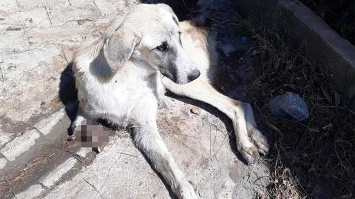 Sokak köpeği, kuyruğu ve ayağı kesilmiş halde bulundu