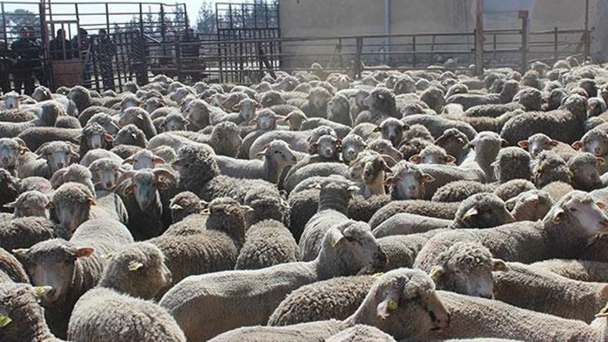 Son dakika: İstanbul'da kurban satışları başladı