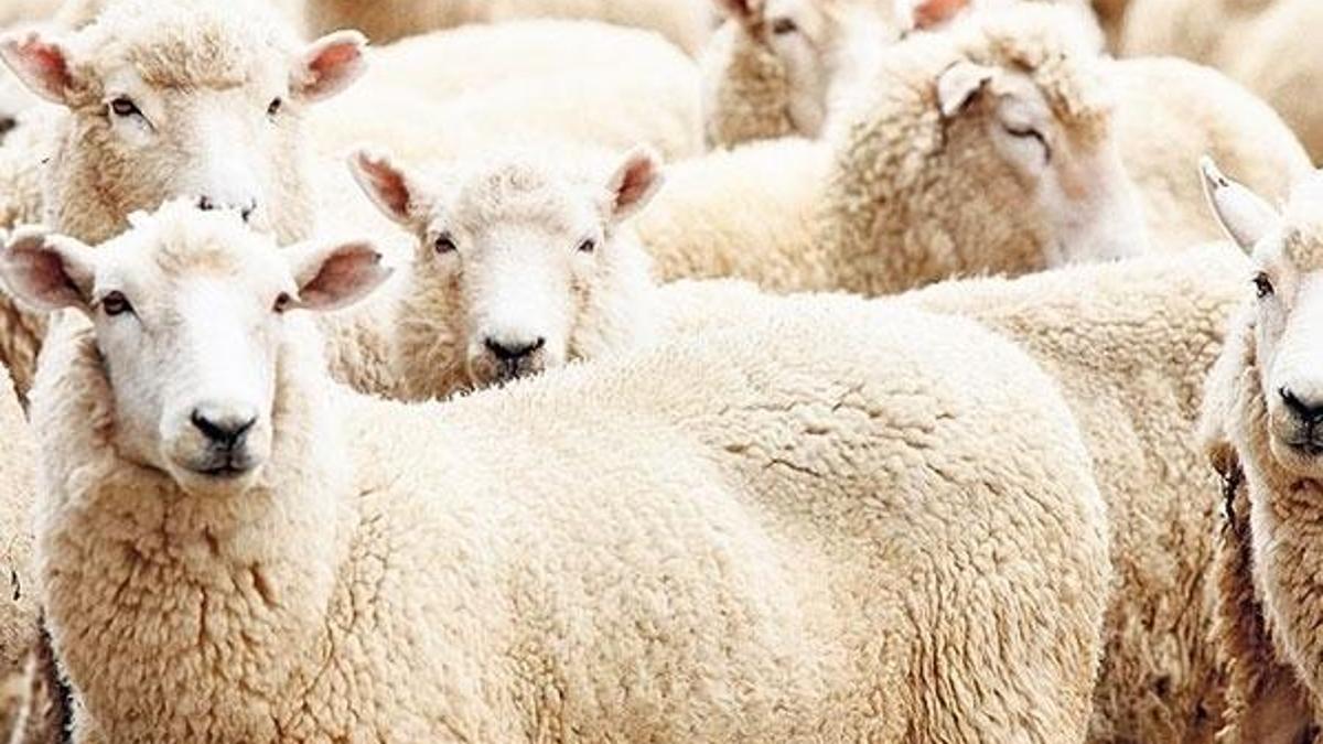Kurban Bayramı tatili 9 gün mü olacak? 2018 kurbanlık fiyatları ne kadar?