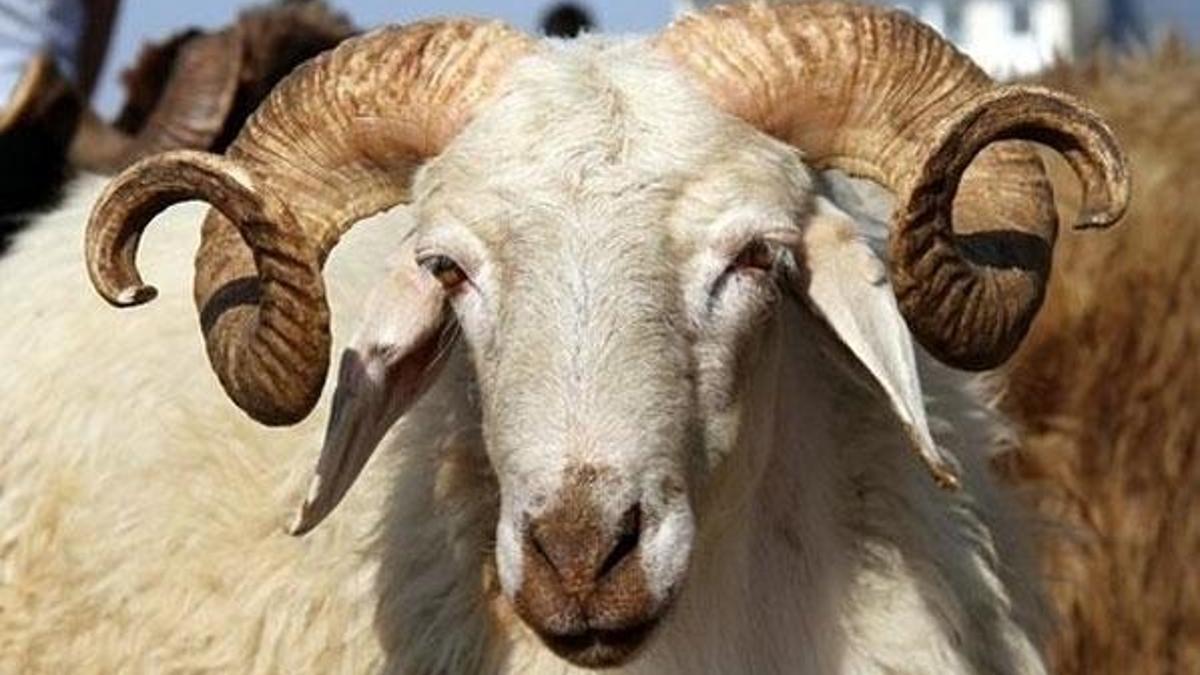 Kurban Bayramı ne zaman? Kurban Bayramı tatili kaç gün sürecek?