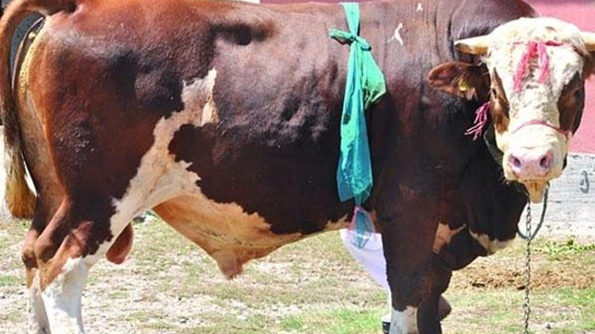 2 tonluk 'Babayiğit'in fiyatını duyan inanamıyor!