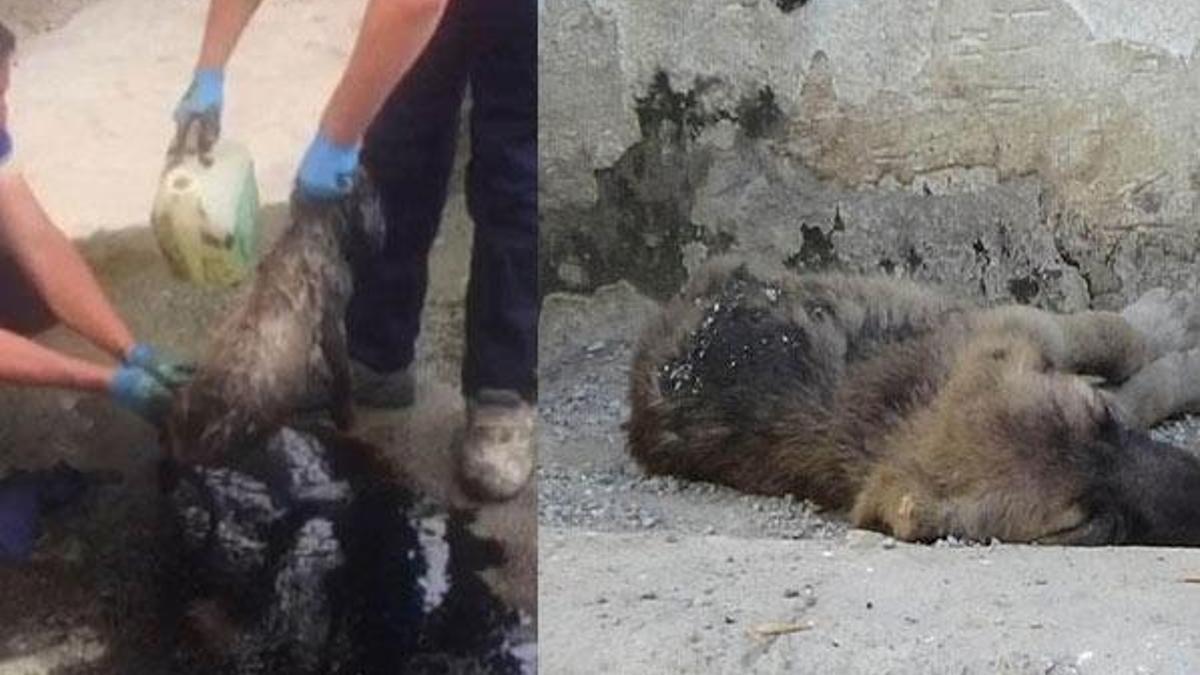 Yavru köpeklerin yardımına hayvanseverler koştu