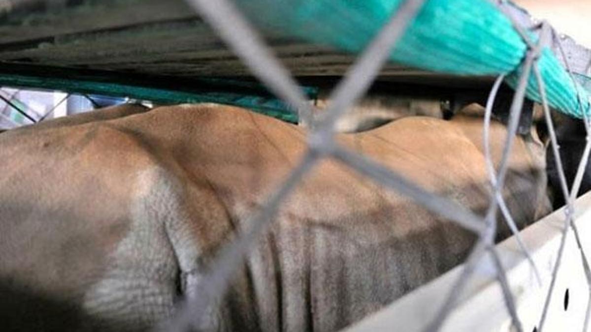 Boynuzları için tehlike altındalar! Her biri 1 ton
