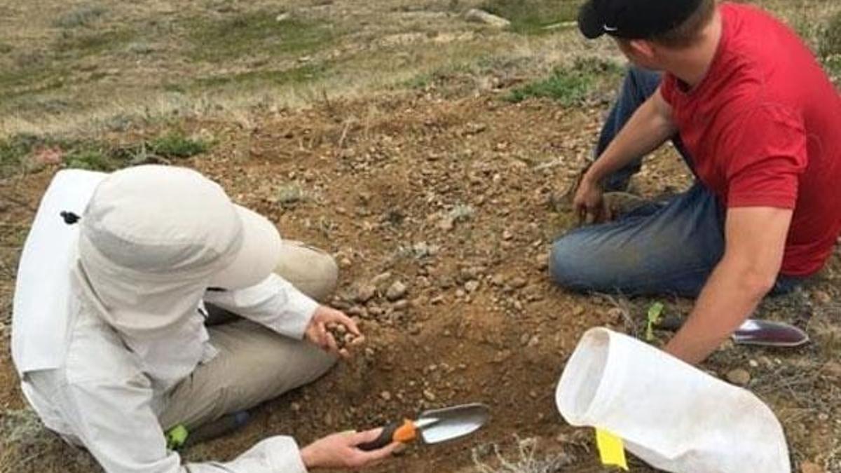 Kanada'da 23 milyon yıllık fosil bulundu