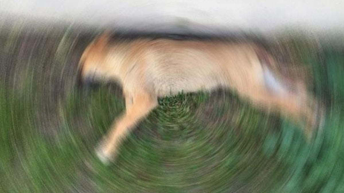 Okulun arkasında köpeğe tecavüz ederken basıldı