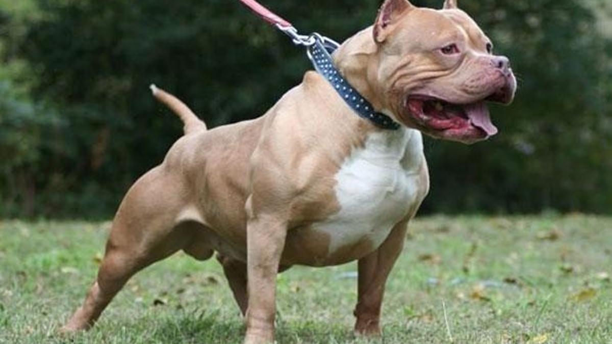 Küçük kıza tecavüzü pitbull cinsi köpek engelledi