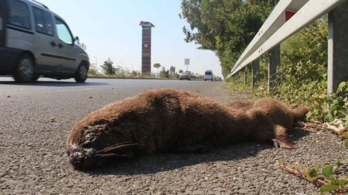 Su samuru karayolunda ezilerek telef oldu