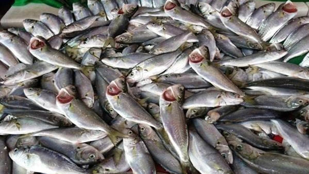 Karadeniz'de palamut bolluğu sürüyor