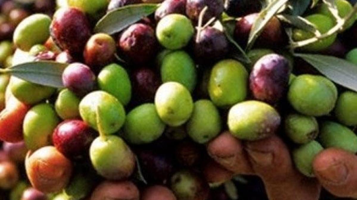 Zeytinyağı, Viagra'dan daha etkili olabilir