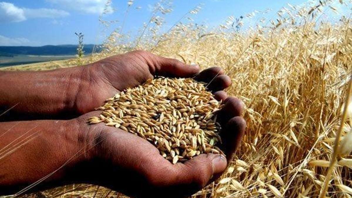 Dünyanın 26 günlük buğdayı kaldı
