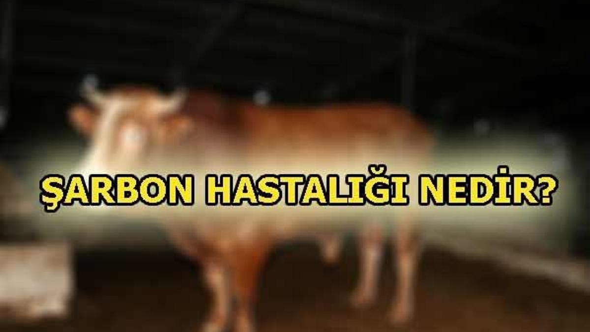 Şarbon hastalığı nedir? Belirtileri ve tedavisi...