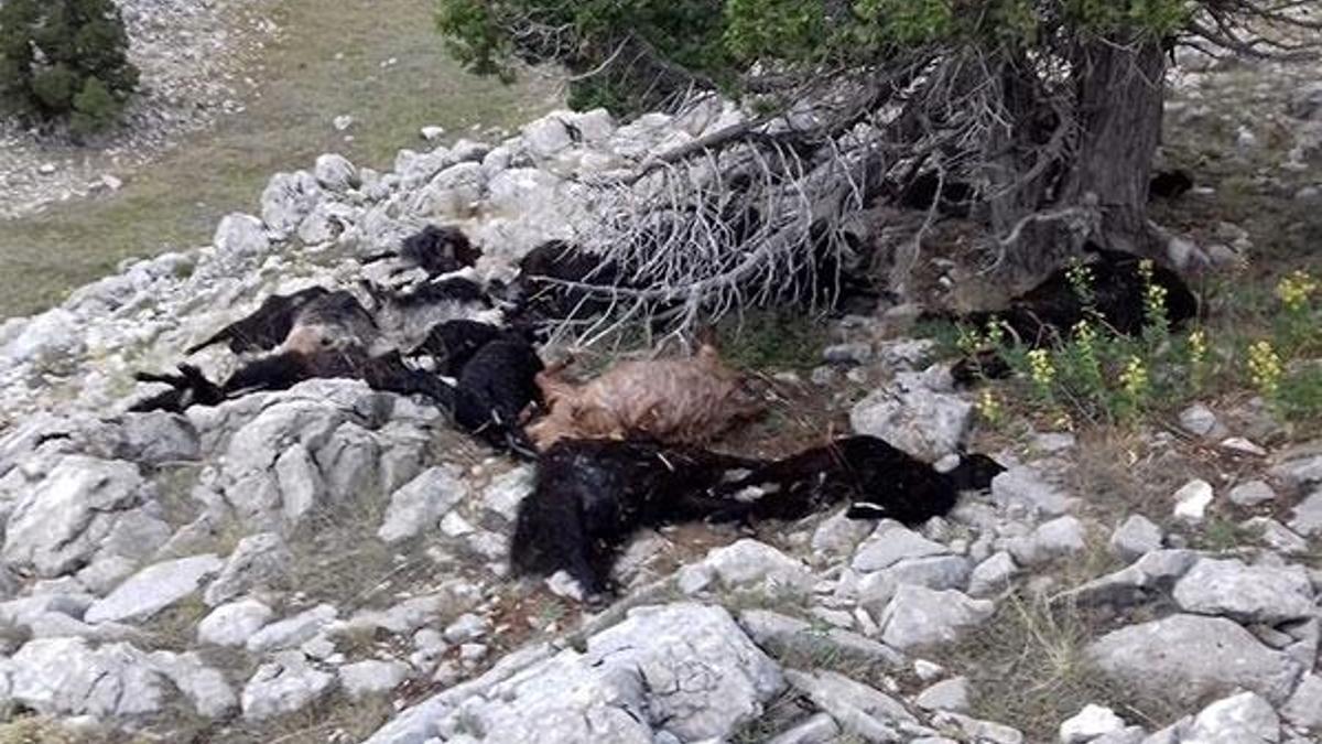Yıldırım düşen 75 koyun telef oldu