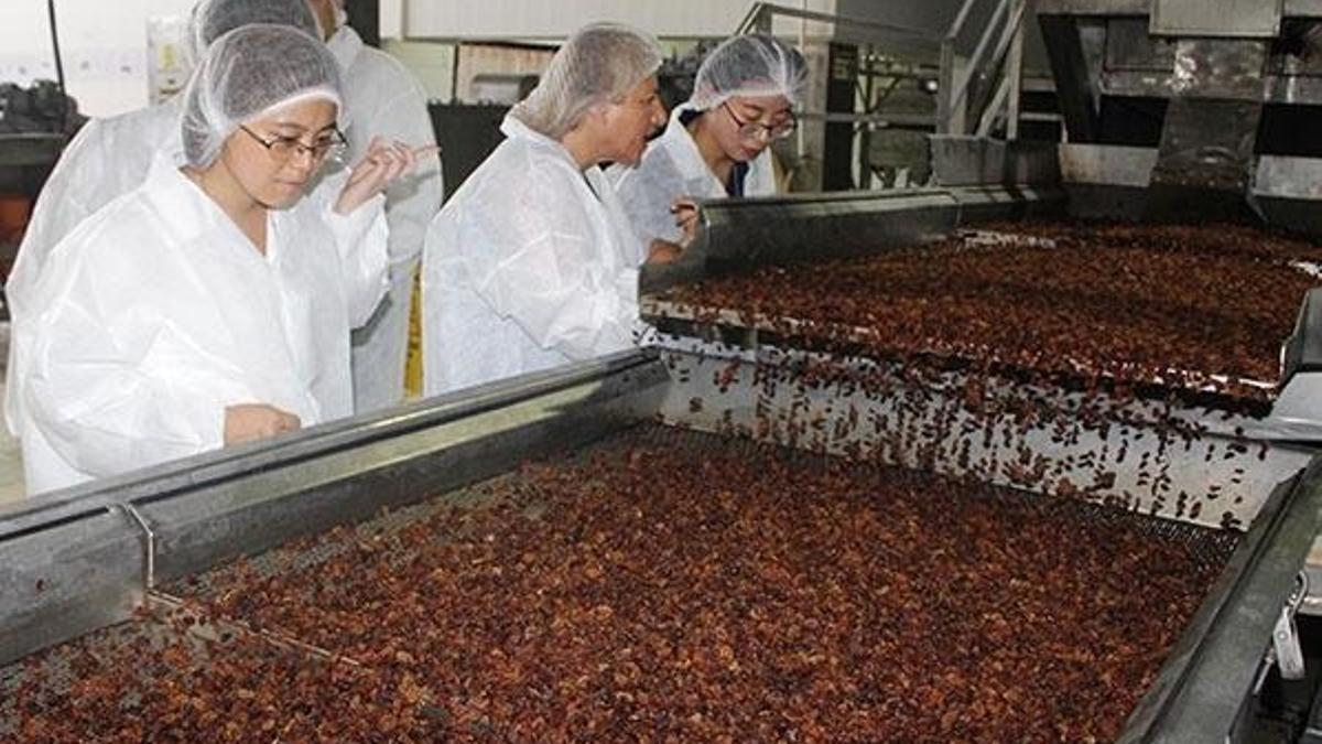 Çinliler Türkiye'ye kuru üzüm için geldi