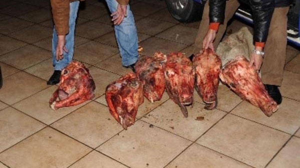 At kesip sattığı öne sürülen sanıklar: Kendimiz yedik