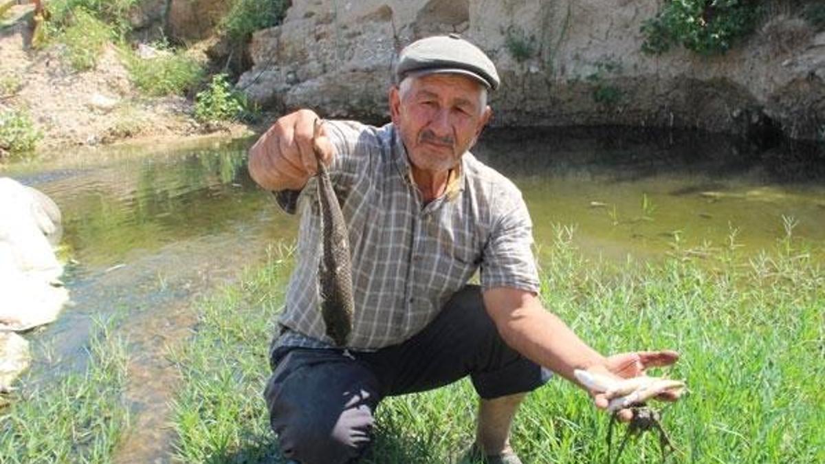 Görüntü içler acısı! Çırpınarak telef oluyorlar
