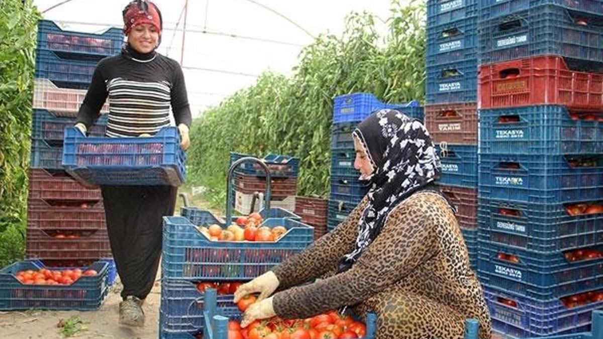 Bu köyde yılda 44 milyonluk domates üretiliyor