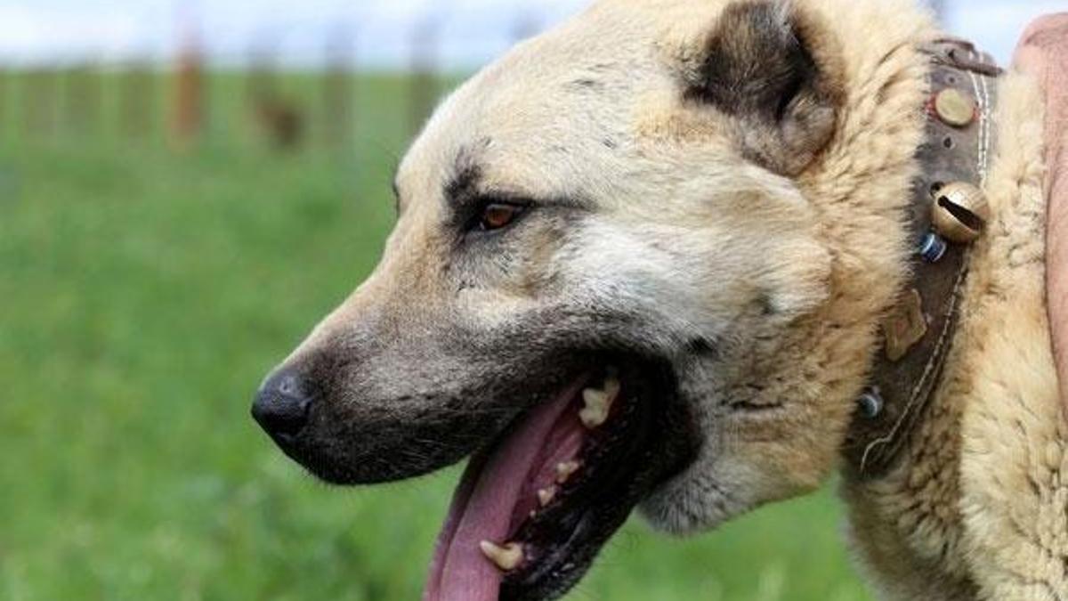 İtalya'da Sivas Kangalı çağrısı!