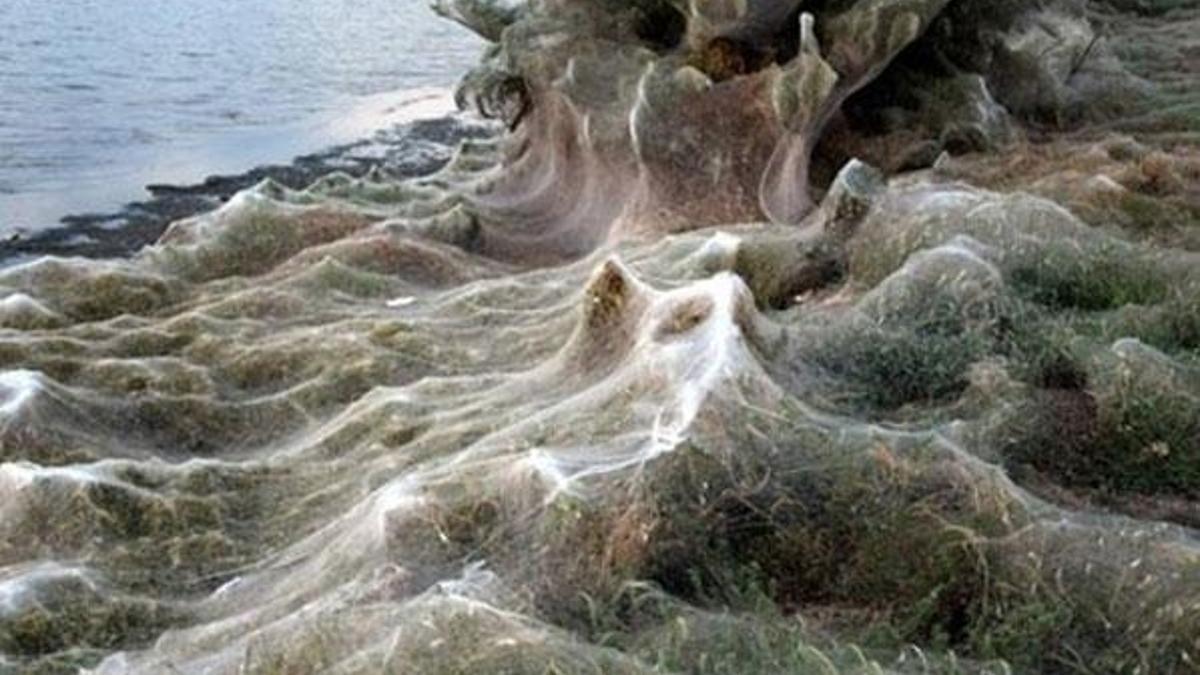 Örümcek ağları Yunanistan'da bir kasabadaki tüm sahili istila ettiler