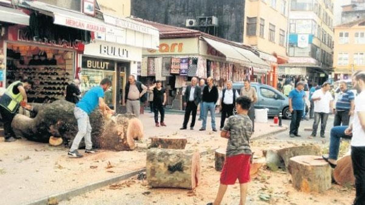 Asırlık çınarın kesilmesine tepki