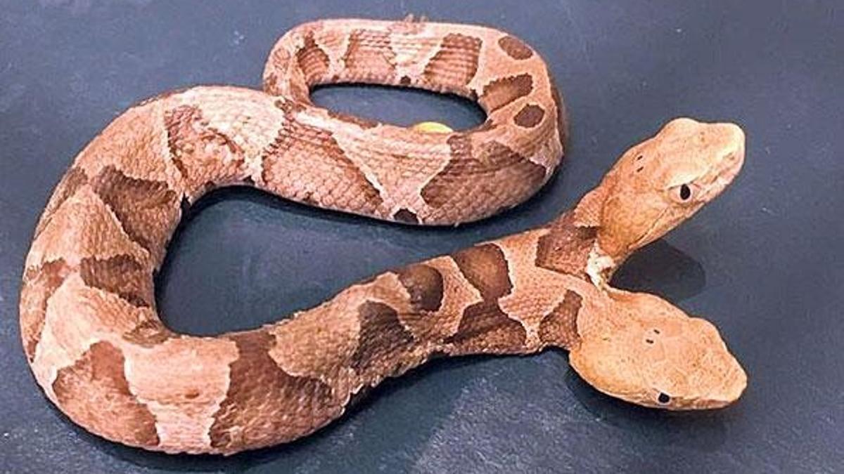 Çift başlı yılan koruma altında