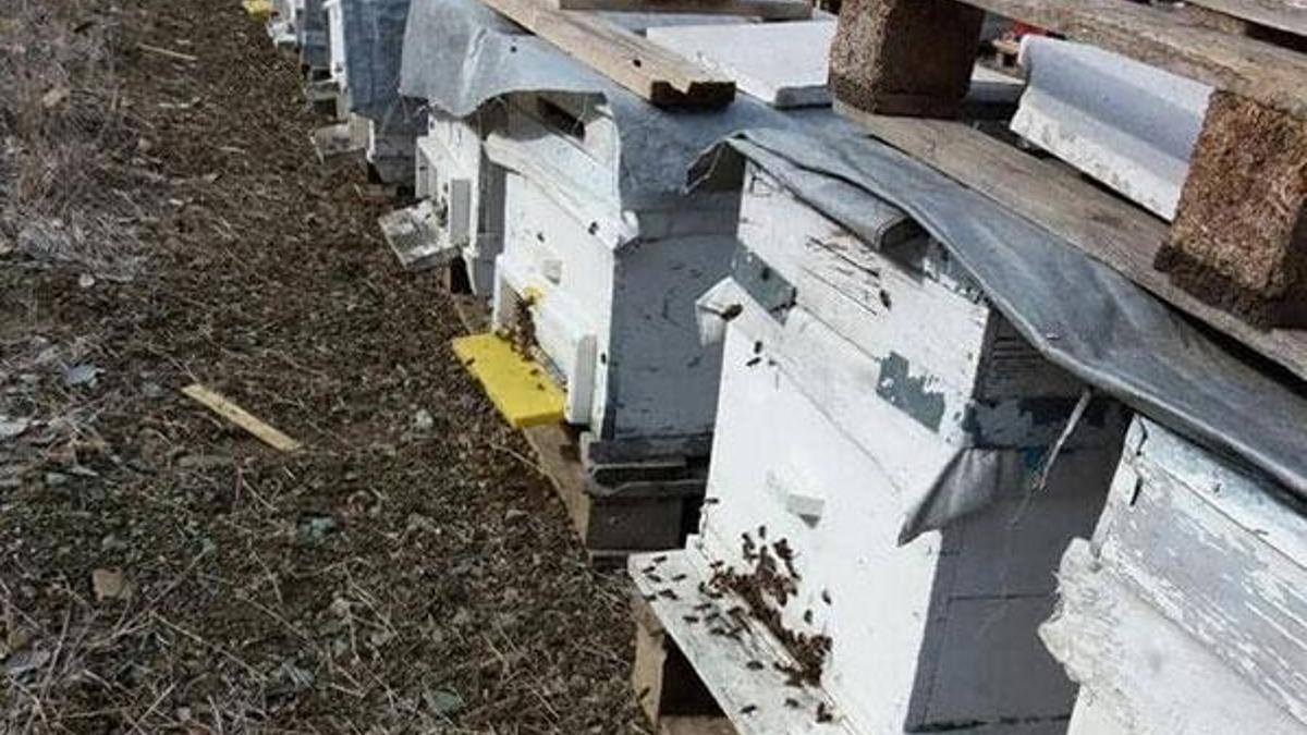 'Japon' eşek arıları, bal üreticilerinin kabusu oldu
