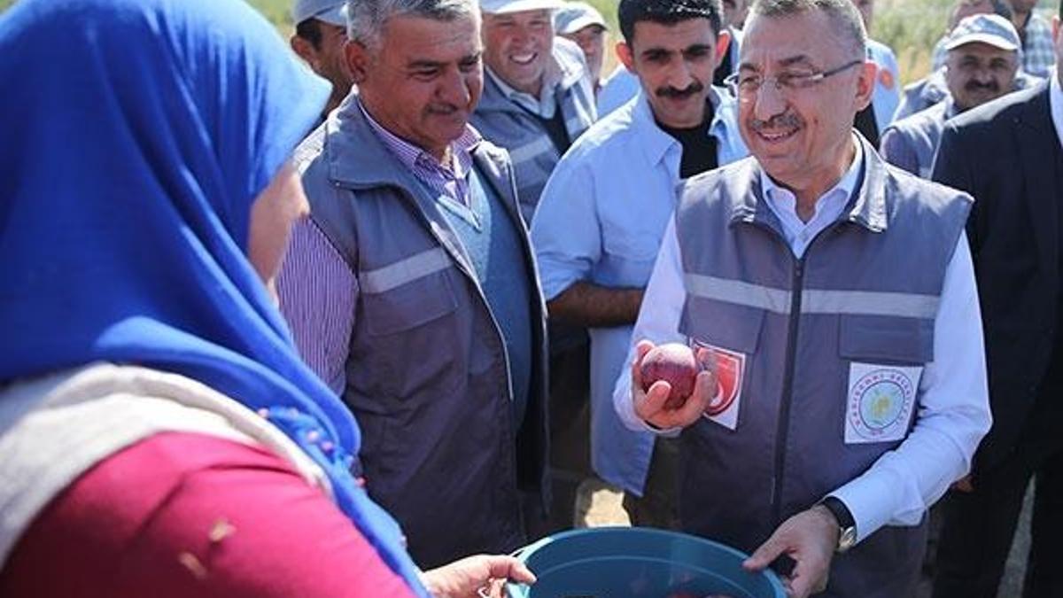 Cumhurbaşkanı Vekili Fuat Oktay elma hasadına katıldı