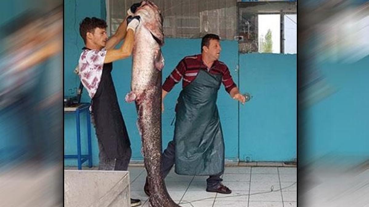 İznik'te 2 metre boyunda dev yayın balığı yakalandı!